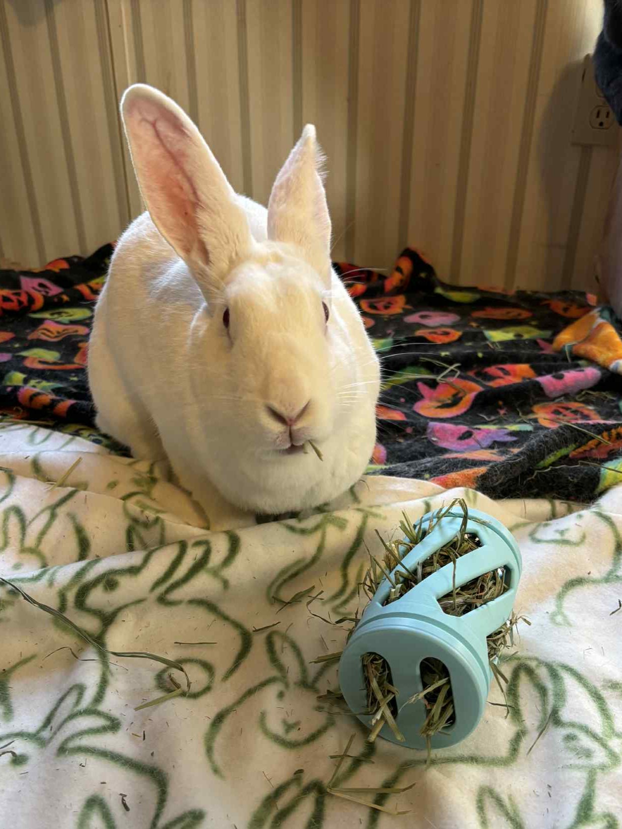 White rabbit sitting on a blanket with a blue hay roller toy next to it