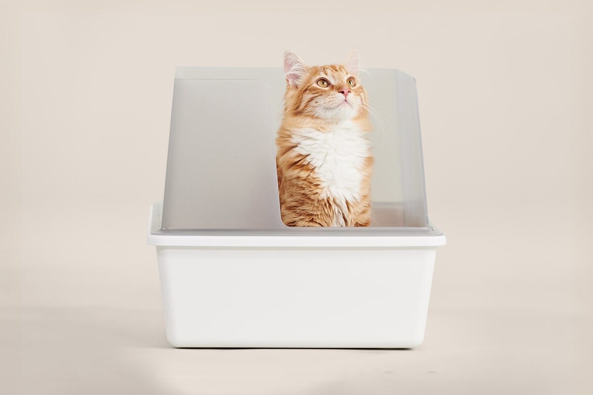 Cubby Minimalist Cat Litter Box - Modern Design with Removable Walls