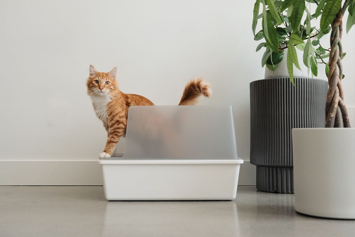 Cubby Minimalist Cat Litter Box - Modern Design with Removable Walls
