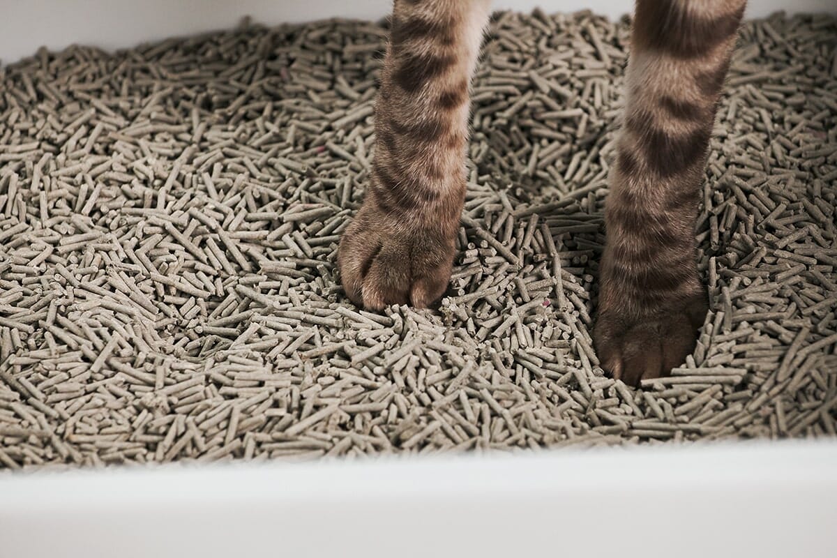 Cubby Minimalist Cat Litter Box - Modern Design with Removable Walls