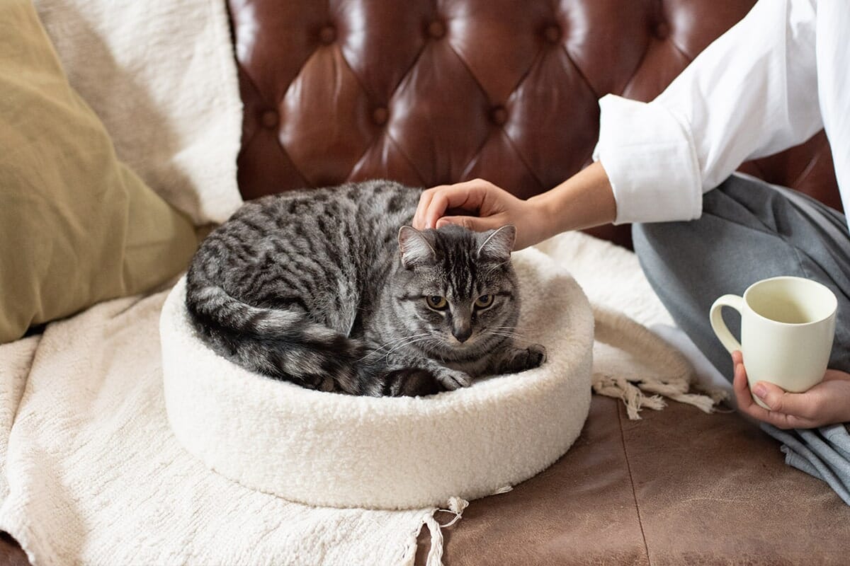 Kip Premium Cat Bed - Designer Faux Shearling Cushion with Memory Foam