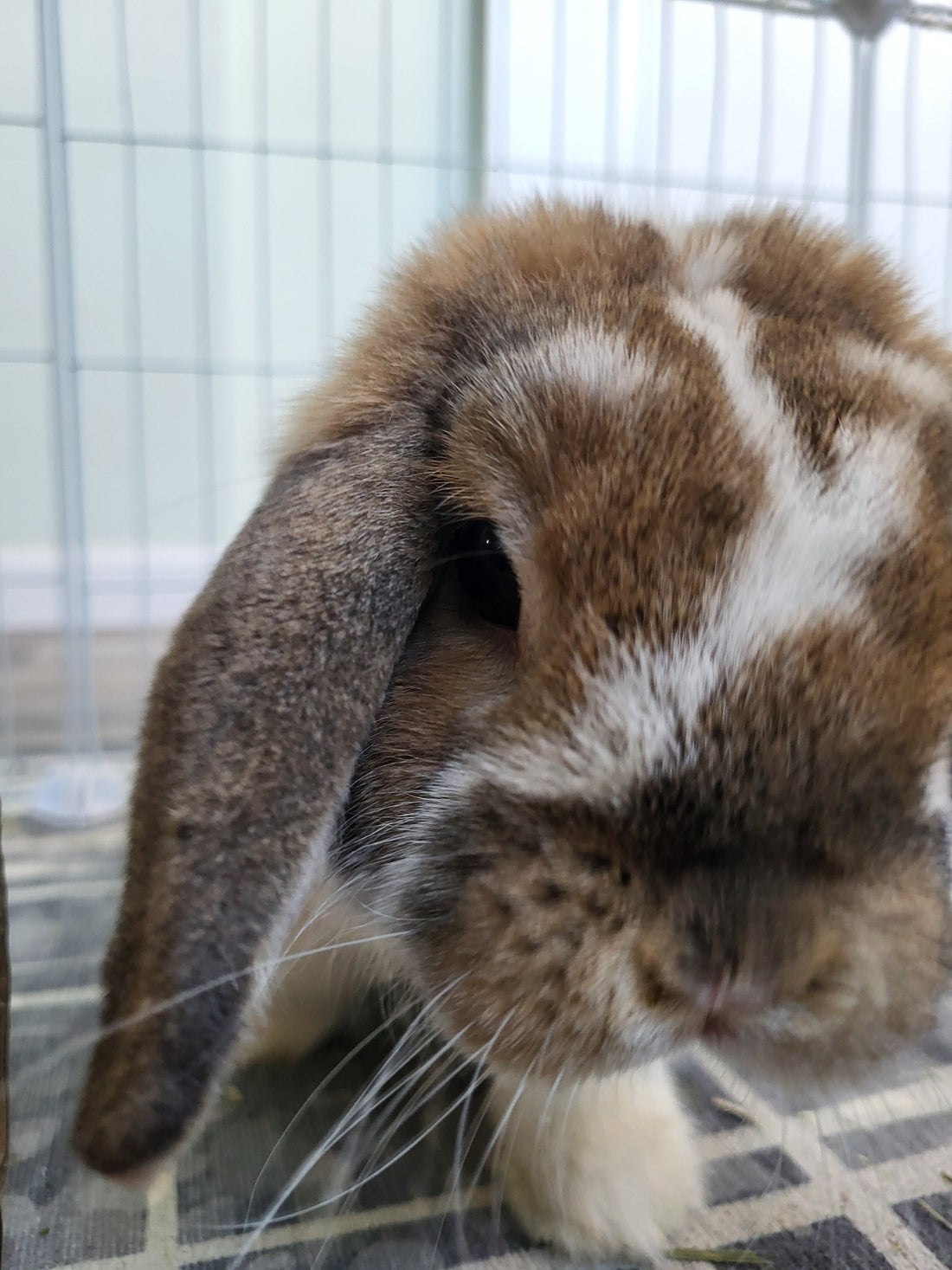 Bunbun the holland lop rabbit waiting for his morning cookie treat