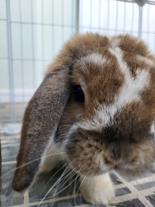 Bunbun the holland lop rabbit waiting for his morning cookie treat