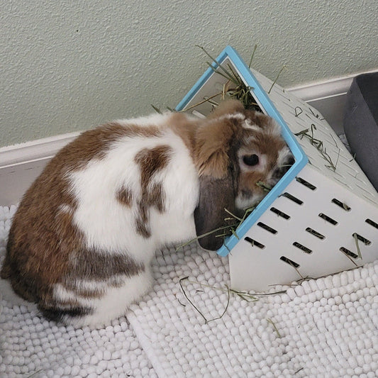 Why Does My Rabbit Keep Digging All the Hay Out of Their Feeder?
