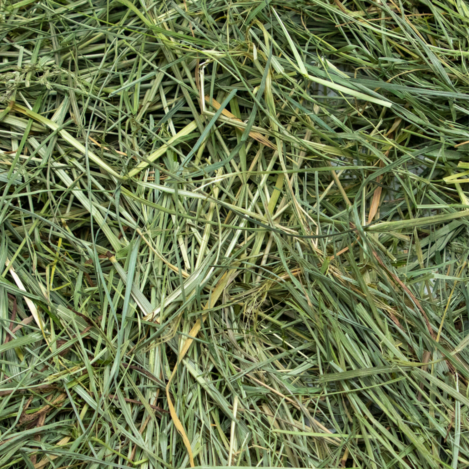 Premium Timothy Hay & Loose Hay for Rabbits - Rabbit Hole