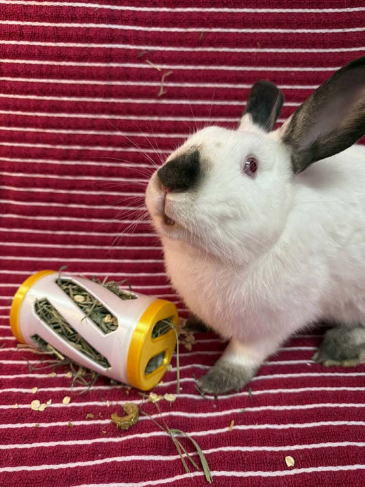 Squiggles - Limited Edition Hay Roller