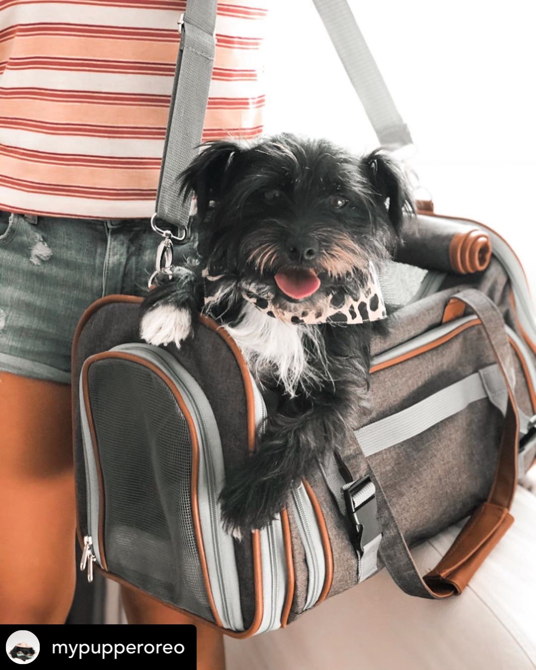 Mr. Peanut's Gold Series Standard Size Airline Compliant Pet Carrier