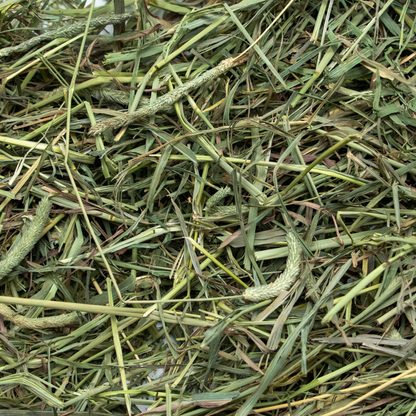 Rabbit Hole Hay Ultra Premium Medium Timothy Hay