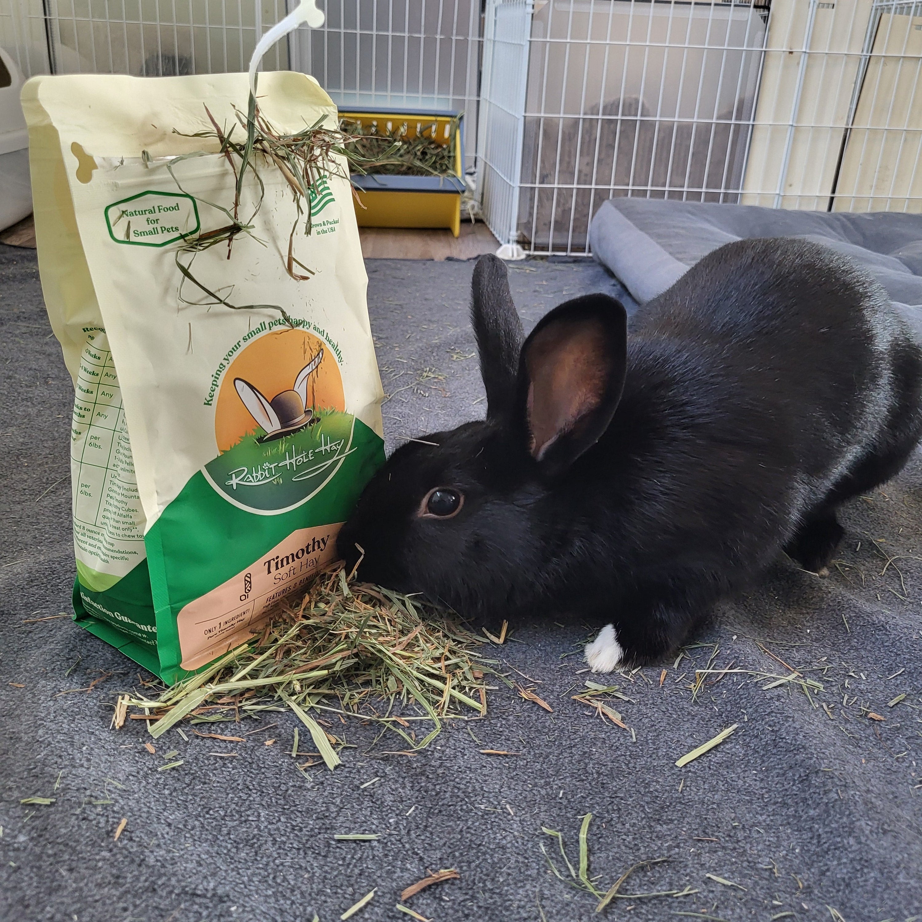 A black rabbit with a small white foot is eating hay from an open bag of Rinatec Timothy Hay on a gray carpeted floor inside a pet enclosure.