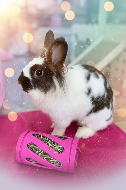 A Home for Every Bunny Gift Card