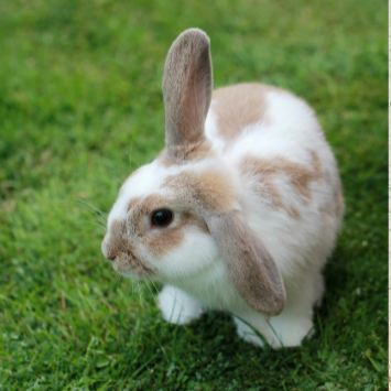 Small rabbit on a grassy field